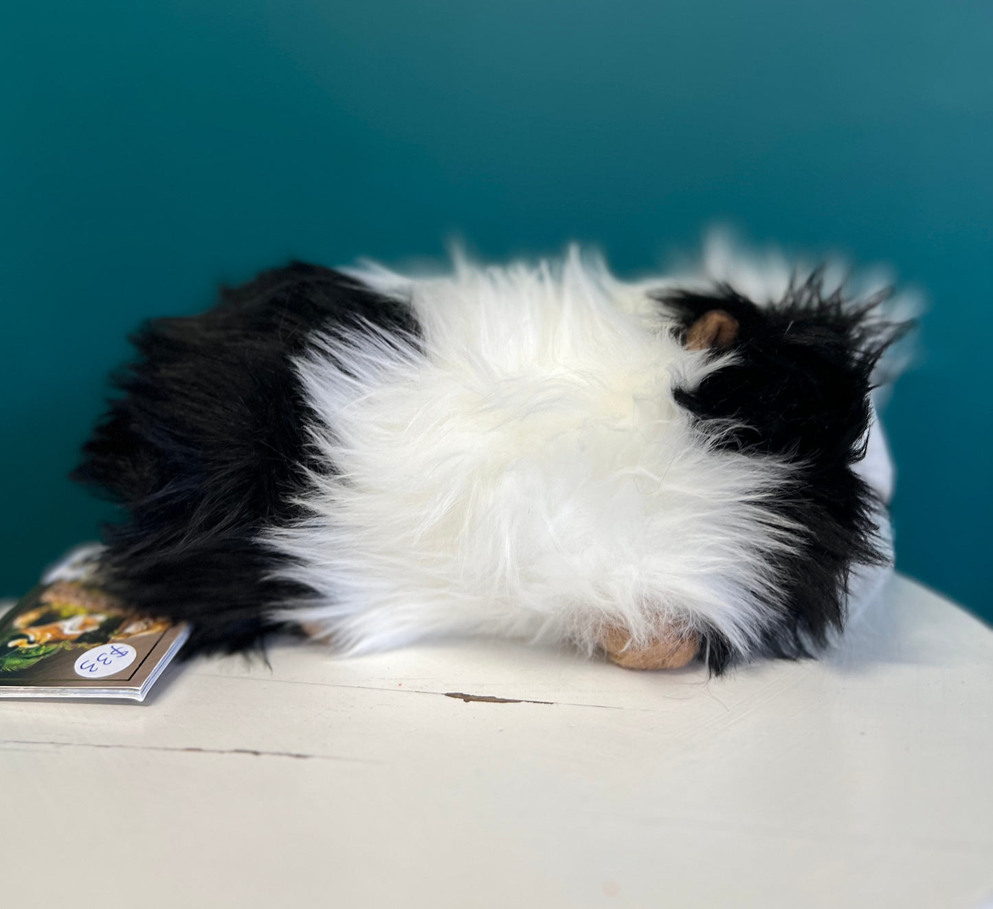 Guinea Pig (black and white)