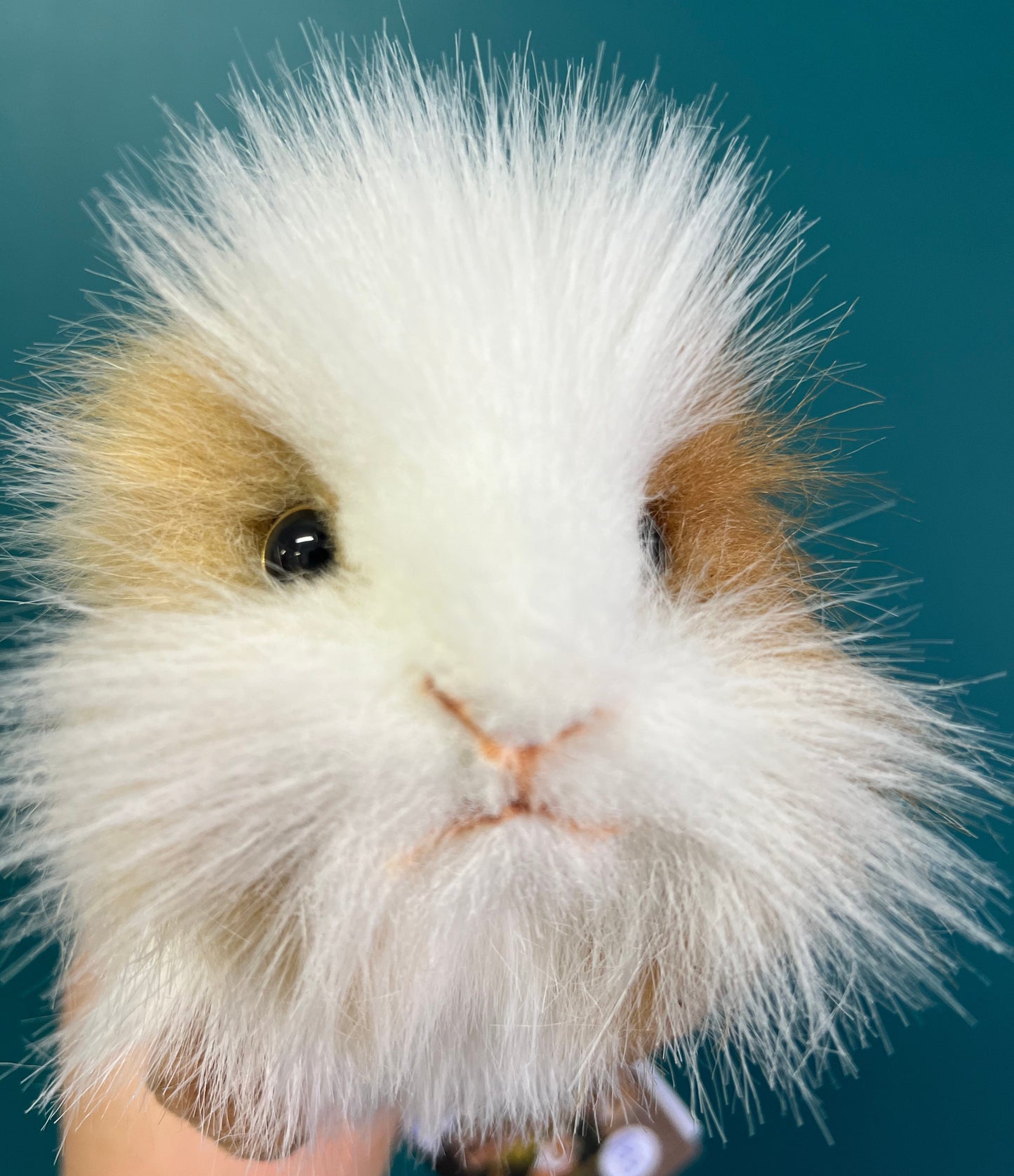 Guinea Pig (brown and white)