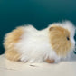 Guinea Pig (brown and white)