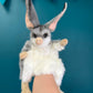 Bilby Puppet