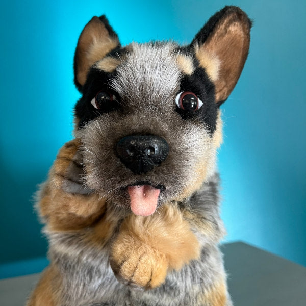 close up of blue heeler puppy showing paws and face